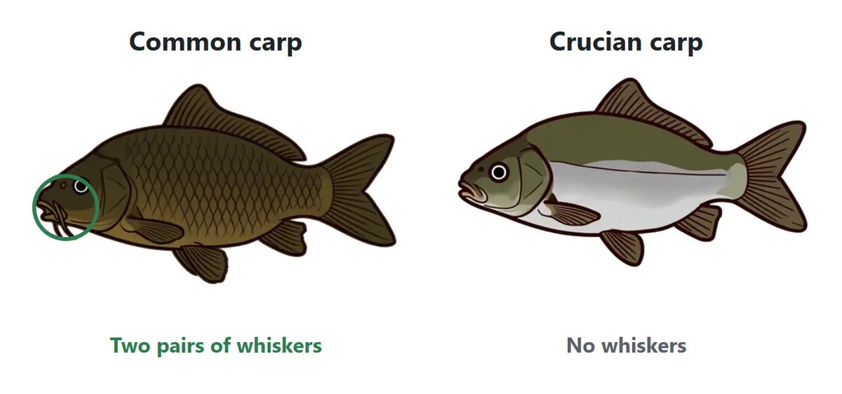Carp diagram. The common carp has two pairs of whiskers at its mouth; the crucian carp has none