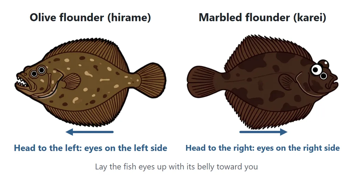 Flatfish diagram. Lay the fish eyes up with its belly toward you: the olive flounder’s head points left, and the marbled flounder’s head points right